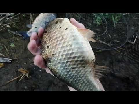 Видео: Сеть с берега на резинке. Обалденный способ. Караси рвут сетку.