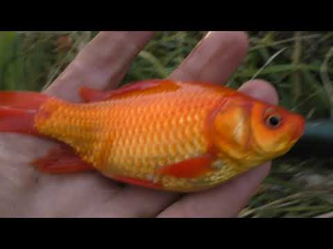 Видео: Карпы в бесхозном пруду: секретный эксперимент, 29 серия