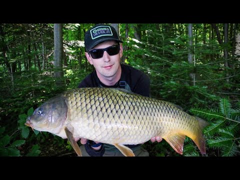 Видео: ДИКА ВОДА - РИБАЛКА НА ЛІСНОМУ ОЗЕРІ . Коропи о.Доброгостів