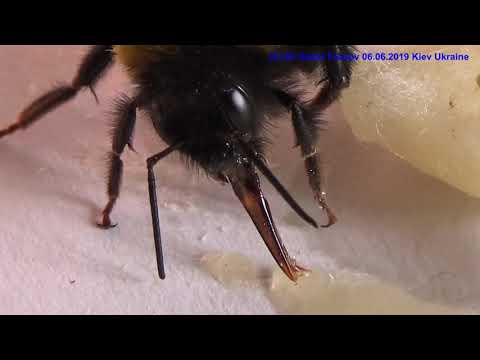 Видео: Голодные Чудо Шмели. Как Покормить Шмеля?