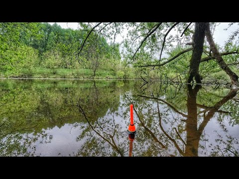 Видео: РЫБАЛКА У ДОМА В МАЕ! У КОРЯЖКИ ГЛУБИНА 40 СМ, А КЛЮЁТ ТАКАЯ РЫБА👍