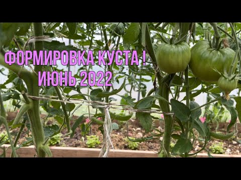 Видео: Томаты. Формировка! Обрезка листа! Полив! Ответы на вопросы в одном видео.