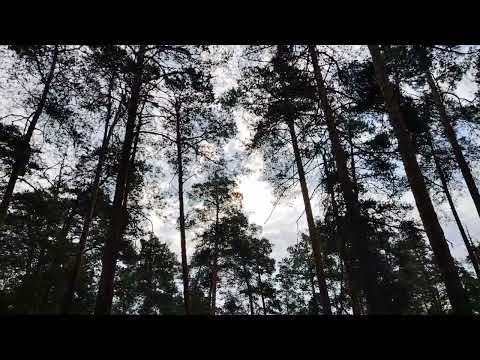 Видео: Ложные причины для того, чтобы не менять место работы