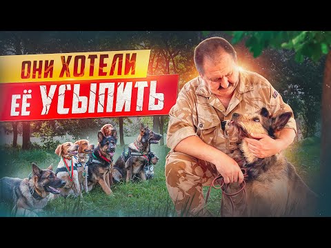 Видео: О ЧЕМ МОЛЧАТ ХОЗЯЕВА СОБАК? ОБРАТНАЯ СТОРОНА. Как выбрать собаку? Какую собаку взять? Советы