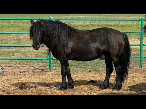 Видео: Мугалжар жылкысы/ Мугалжар айгырлар/ MZ horses