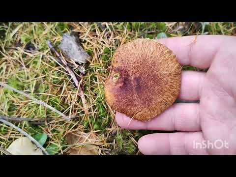 Видео: 16 ноября.  ГРИБЫ - ЕСТЬ!!!