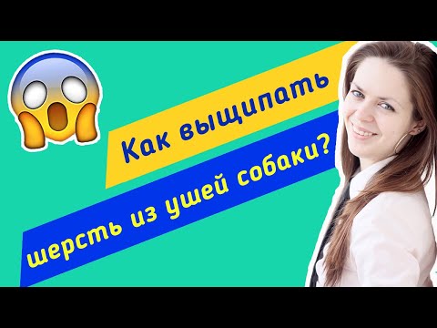 Видео: Как выщипать шерсть из ушей собаки