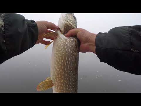 Видео: Рыбалка на Томи. Осиновое плесо - Убик. Часть 2