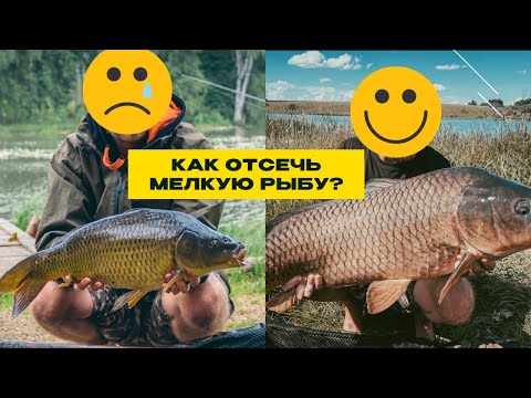 Видео: КАК ОТСЕЧЬ МЕЛКУЮ РЫБУ? Что можно изменить, чтобы поймать крупного карпа? Вопросы о КАРПФИШИНГЕ