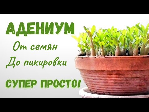 Видео: Как вырастить Адениум из семян? Очень простой способ, выйдет даже у новичка!