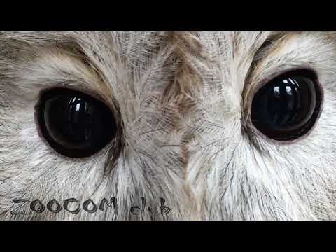 Видео: Соседи рысей в центре Сирин. Как мишки к зиме готовятся.