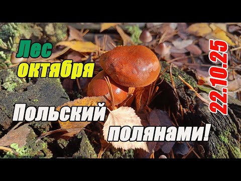 Видео: Грибы октября. Польский полянами! Выход в лес 22.10.25