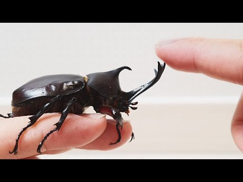 Видео: Я и гигантский жук - лучшие друзья.