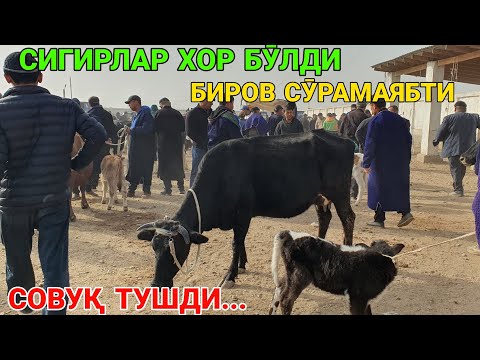 Видео: СОВУҚ ТУШДИ. СИГИРЛАР ХОР БӮЛДИ. 2-НОЯБР ҚАРШИ КАРВОН БОЗОРИ. ҚАШҚАДАРЁ 2025-ЙИЛ