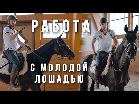 Видео: Работа с молодой лошадью (заключительная серия)