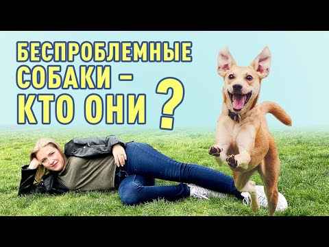 Видео: Беспроблемные породы собак: есть ли такие? В чем нуждаются даже самые неприхотливые собаки?