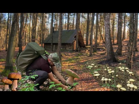 Видео: Огромные семьи гигантских грибов продолжают расти в лесу возле дома.