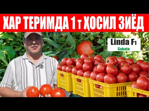 Видео: Агар хар теримда 1 тонна ҳосил кўпроқ олмоқчи бўлсангиз Линда F1 экинг! (Tomato Linda F1-Sakata)