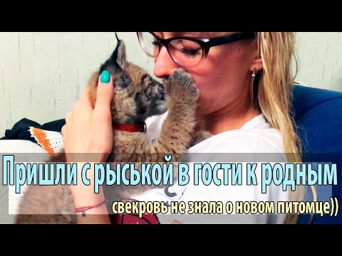 Видео: Первая реакция свекрови на приобретение рыси