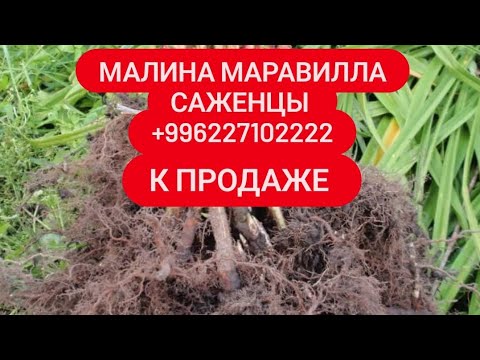 Видео: #малина #маравилла #кыргызстан #жалалабад #аксы #жергетал 0227102222 ватсапп +996227102222