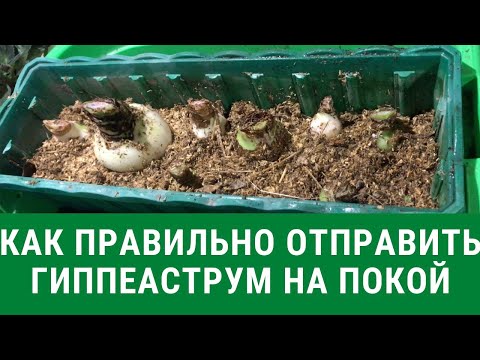 Видео: Как правильно отправить гиппеаструм на покой