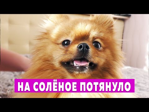 Видео: Первые признаки беременности у собаки породы шпиц. Токсикоз и выделения у шпица Бэллы
