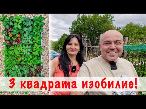 Видео: Изобилие от зеленчуци само на 3 кв.м – тайната на повдигнатите лехи