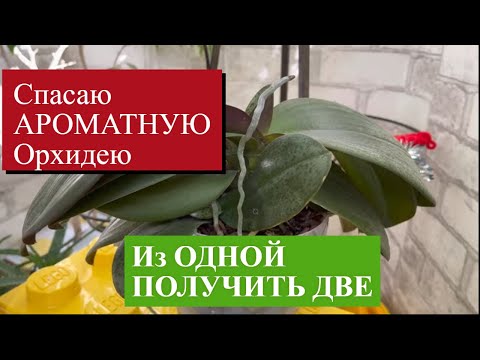 Видео: Что СЛУЧИЛОСЬ с ОРХИДЕЯМИ после ПЫШНОГО ЦВЕТЕНИЯ