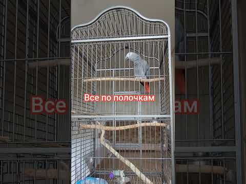 Видео: Джокер НАГОВОРИЛ ЛИШНЕГО ))) и спел Новогоднюю Песню...