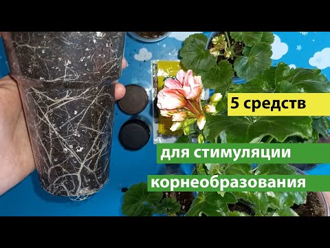 Видео: 5 средств для увеличения корневой системы пеларгоний и растений, корни растут, как на дрожжах