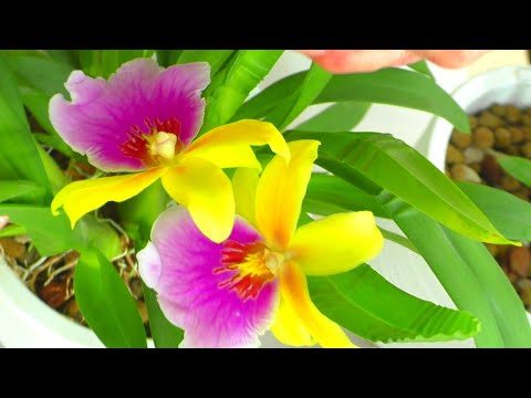 Видео: " Лучшее " удобрение для Орхидеи. 😊  Конский навоз ? или Корица ?  Эксперимент...