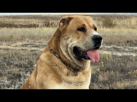 Видео: Я не ожидал что зрители такого мнения о Сардаре