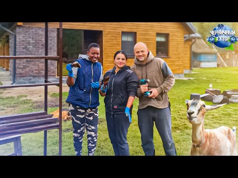 Видео: Дрессируем наглую козу с помощью электропастуха. Укомплектовываем кладовку стелажами.