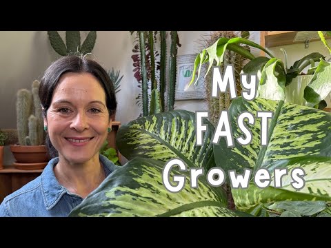 Видео: Мои БЫСТРОРАСТУЩИЕ комнатные растения 🌱, которые к тому же очень просты в уходе 🌱