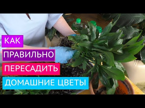 Видео: ПЕРЕСАЖИВАЕМ И ЛЕЧИМ КОМНАТНЫЕ ЦВЕТЫ! МОИ СЕКРЕТЫ!