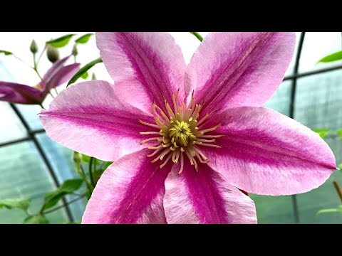 Видео: ПОРА ЧЕРЕНКОВАТЬ КЛЕМАТИСЫ.  ГРУНТ.   УХОД.   ПОДКОРМКА ПОСЛЕ СРЕЗКИ  .  НЕБОЛЬШОЙ ОБЗОР в ТЕПЛИЦЕ,