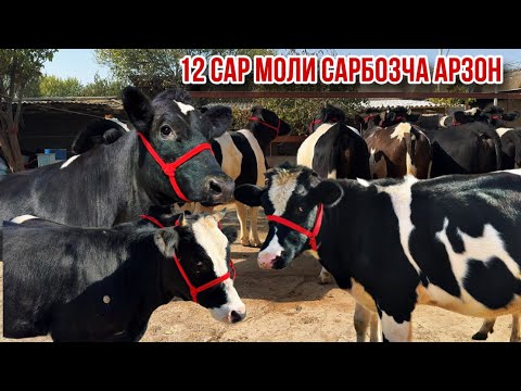 Видео: Инхелаш якум бор баромад Сарбозча арзон 🫣 18 октября 2025 г.