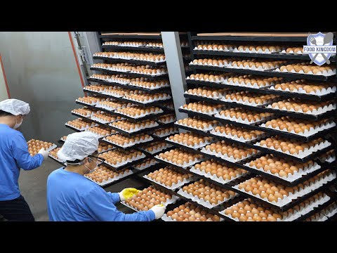 Видео: Удивительная корейская фабрика по сбору и переработке яиц