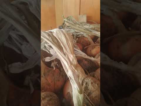 Видео: Лук просох,и его можно заплести в косы