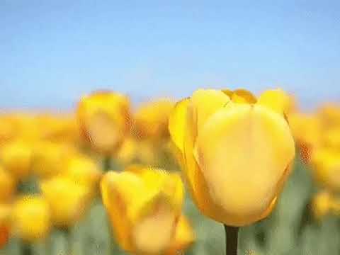 Видео: Наташа Королёва - Жёлтые тюльпаны (slowed)
