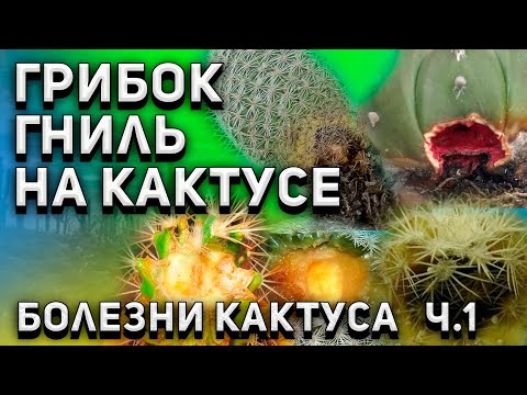Видео: Болезни кактуса. Грибки. Гниль кактуса. Уход за кактусом.Ч.1