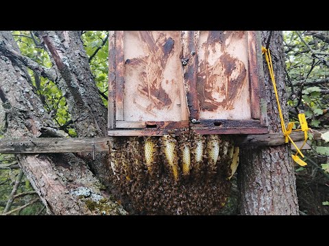Видео: Снятие проблемного роя с дерева 🌳. Продолжение следует !!!