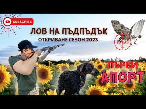 Видео: ОТКРИХМЕ ПЕРНАТИЯ СЕЗОН !! Лов на пъдпъдък с Дратхаар !  [СЕЗОН 2023] ПЕРНАТ СВЯТ ЕП.1!