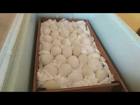 Видео: Мускусные утки// Инкубация с 17 по 30 сутки// Опрыскивание