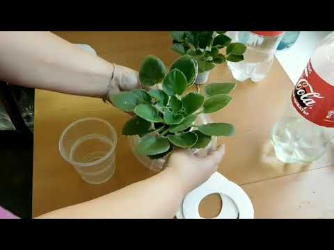 Видео: Перевод на фитильный полив