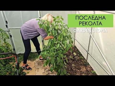 Видео: Последна РЕКОЛТА през ОКТОМВРИ: #Ден 53 от 90 ДНИ НА СЕЛО