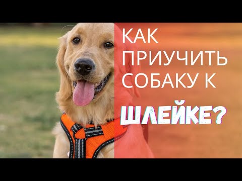 Видео: Как приучить собаку к шлейке и поводку?