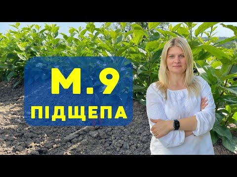 Видео: Підщепа М9: морфологічні ознаки, розмноження, нюанси закладання саду, чи є заміна