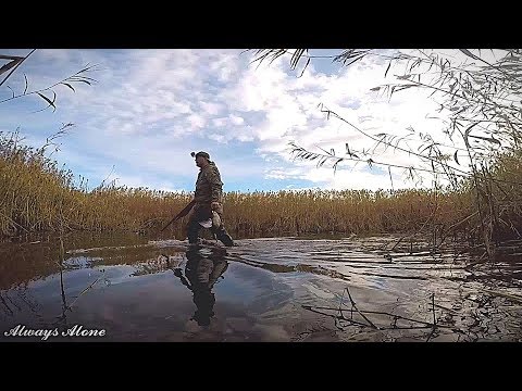 Видео: Охота на утку в зарослях тростника. Очень много уток. МР-153