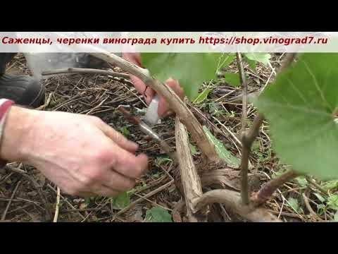 Видео: Прививка винограда черным в черное- подвой Кобер, нюансы прививки на черный подвой. Пузенко Наталья